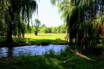 Weeping willow river