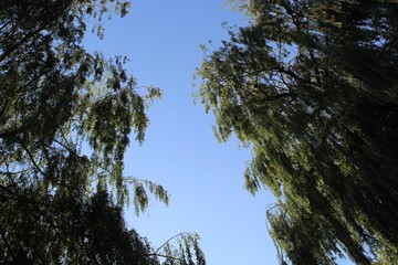 Willows and blue sky