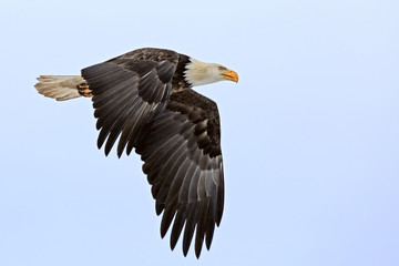 Profile of mature Bald Eagle in flight, focused.