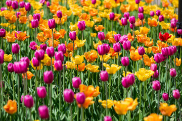 Tulip Flower. Beautiful bouquet of tulips. colorful tulips. Tulips in spring at the garden,colorful tulip, nature background.