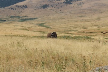Bison in the field
