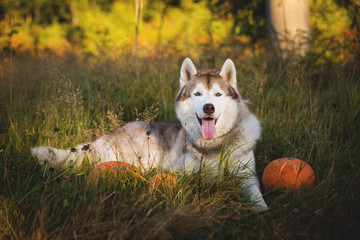 Portrait of beautiful siberian Husky dog lying next to a pumpkin for Halloween at sunset in the meadow