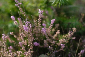 Erica Erika Heidekraut