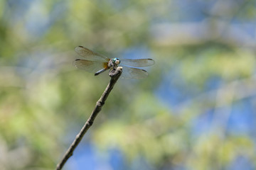 Dragonfly in the woods