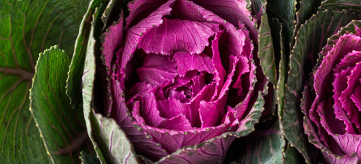 Obraz premium Fresh purple ornamental decorative cabbage. Healthy food, fresh vegetables, top view