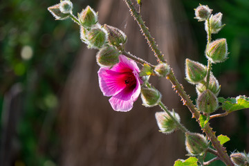 Morning Glory flower in the Okavango Delta, Botswana
