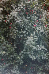 red apples among green leaves ripened in early autumn