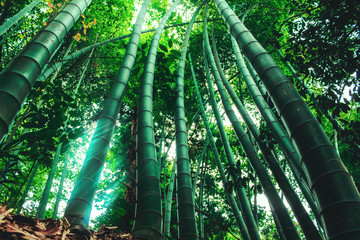 Bamboo trees with green leaves close-up in a botanical garden. Georgia, Batumi