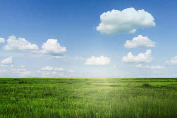 green grass and blue sky