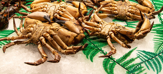 Crabs at the fish market closeup belly up.