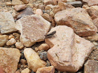 Cavalletta