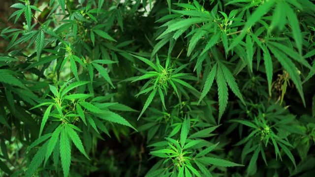 A field of healthy medical marijuana plants