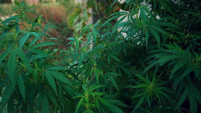 Close up pan through a medical marijuana field