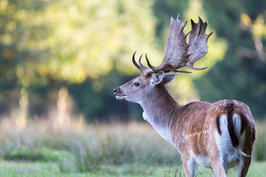 Damhirsch w&auml;hrend der Brunft
