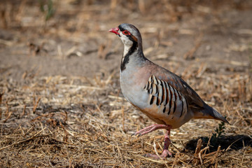 Chukar in the grass.