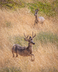 Mule deer bucks fleeing danger.