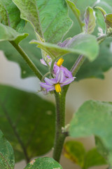 Flowers of organic purple eggplants of dwarf heirloom variety Slim Jim from Italy, edible fruits of Aubergine plant growing in a pot on balcony as a part of urban gardening project on a sunny summer