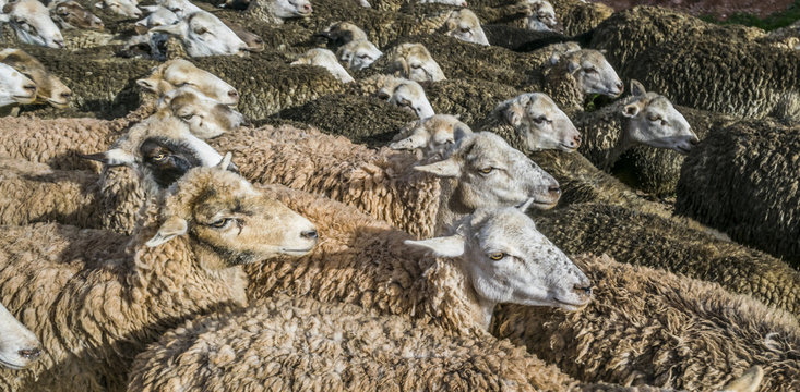 Sheep