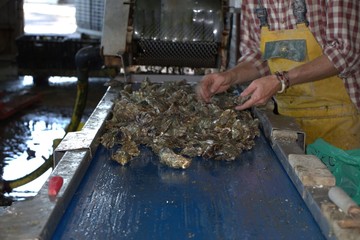 Ostréiculteur Bretagne
