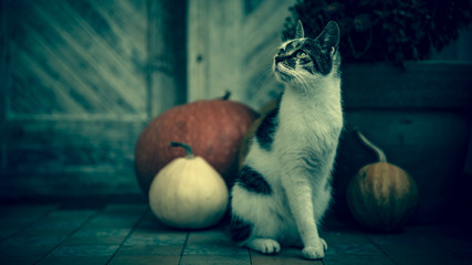 Cat with amputated leg sitting in front of front door decorated with pumpkins for the Halloween, Thanksgiving, Autumn season. Dark spooky mood background.
