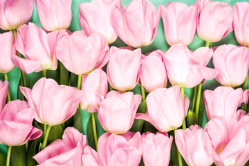 spring flowers banner - bunch of pink tulip flowers on blue sky background.