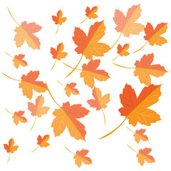Vector. Autumn background. Falling yellow maple leaves