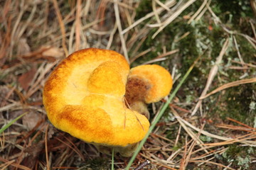 Mushroom