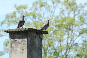Straßentauben auf dem Kamin, Columba livia