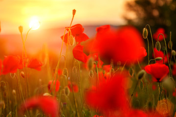 red poppies in the field in the sunset