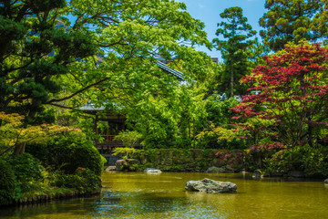 Red Japanese Maple and Japanese Garden Pond