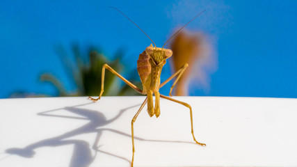 Mantis Religiosa, Gottesanbeterin
