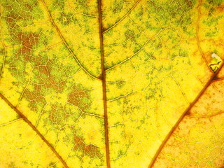 Macro photo of the autumn fallen leaf. You can see the structure of the sheet.