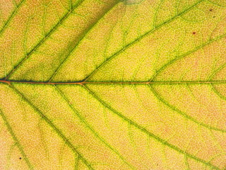 Macro photo of the autumn fallen leaf. You can see the structure of the sheet.