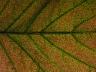 Macro photo of the autumn fallen leaf. You can see the structure of the sheet.