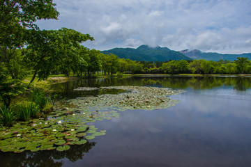 Beautiful Pond in Japan