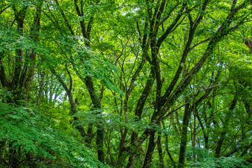 Beautiful Summer Forest in Japan 
