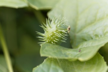 Exploiding cucumber (Cyclanthera brachystachya)