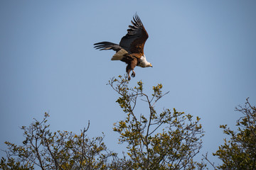 African Fish Eagle on the Okavango Delta, Botswana