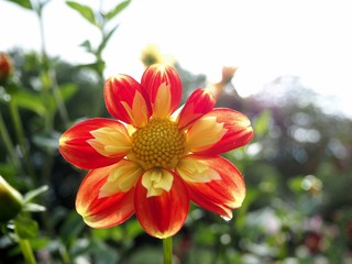 red and yellow flower, botanical garden Cologne, Flora