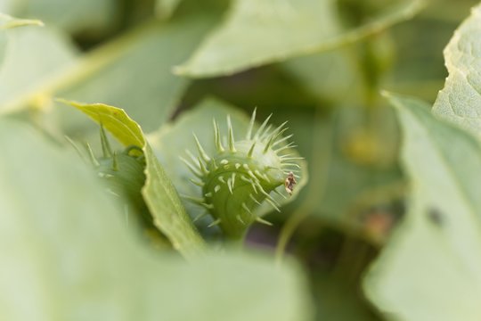 Exploiding cucumber (Cyclanthera brachystachya)
