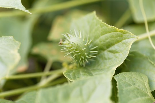 Exploiding cucumber (Cyclanthera brachystachya)