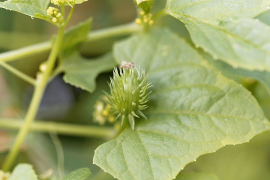 Exploiding cucumber (Cyclanthera brachystachya)