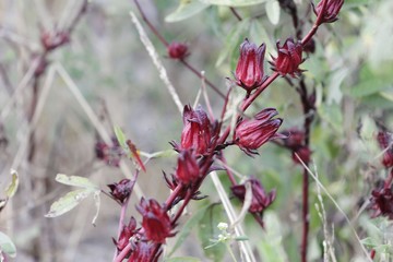 Red calyces of Roselle plants (Hibiscus sabdariffa)