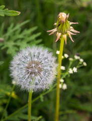 Diente de león rodeado de verde