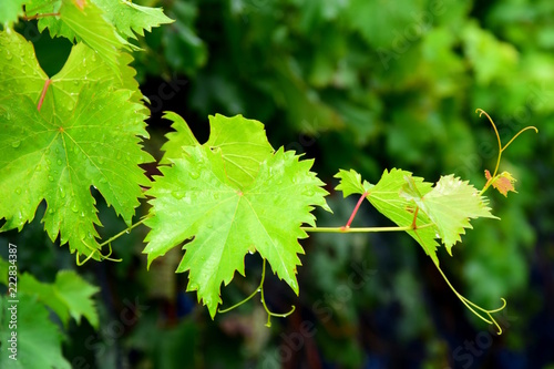 &amp;quot;Weinrebenblätter freigestellt vor blauen Weintrauben&amp;quot; Stockfotos und ...
