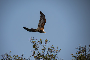 African Fish Eagle on the Okavango Delta, Botswana