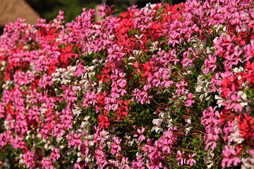 Italy/Molveno - blooming color pelargonium