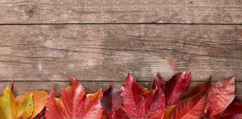Naklejka na ściany i meble Autumn leafs