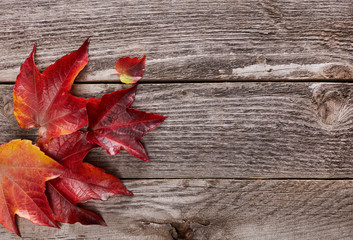 Naklejka na ściany i meble Autumn leafs on wood