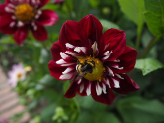 red and yellow flower with a bumble bee sitting on top, botanical garden Cologne